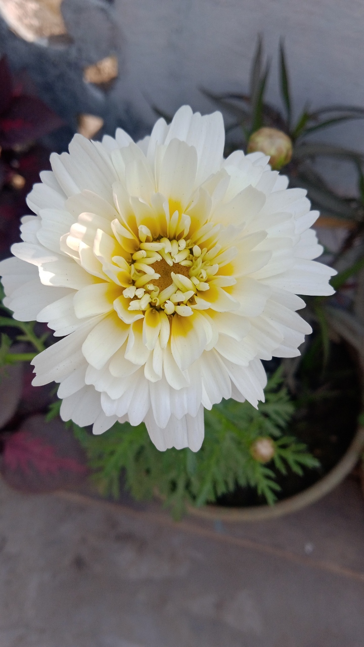 White फुल ही तो है

©s bhardwaj #flower